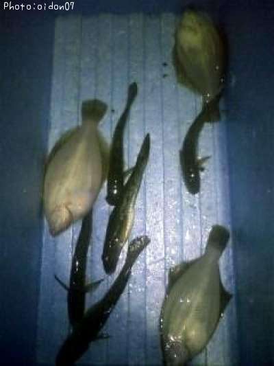 ���쥤���ϥ�