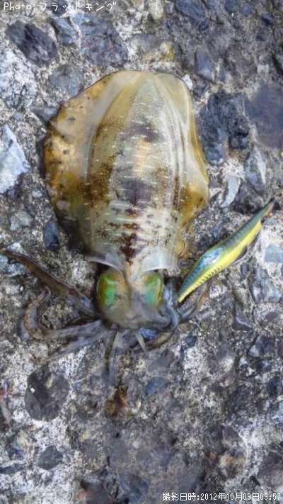 �����ꥤ��