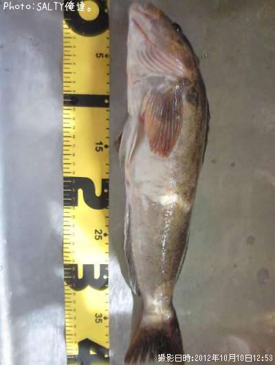 �����ʥ�