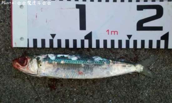 ����ᥤ�亮