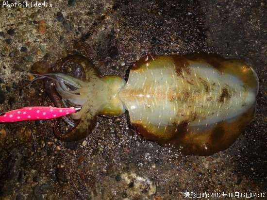 �����ꥤ��