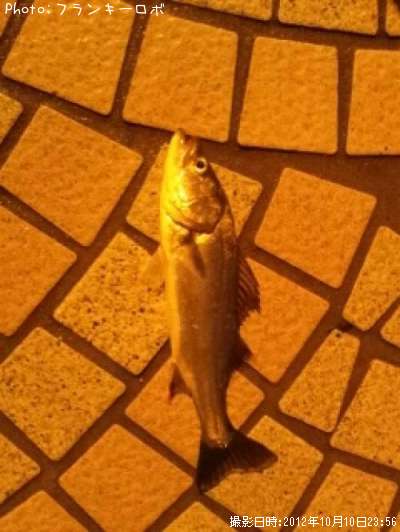 �����Х�