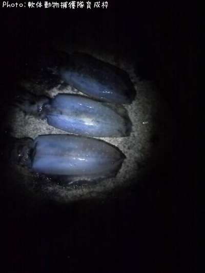 �����ꥤ��