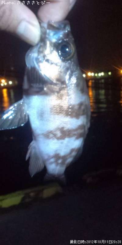 ��Х�������Х�