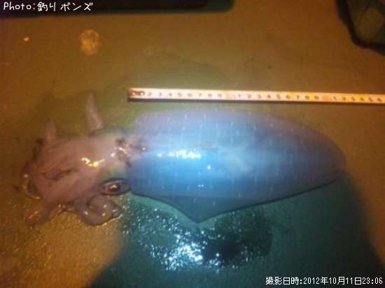 �����ꥤ��