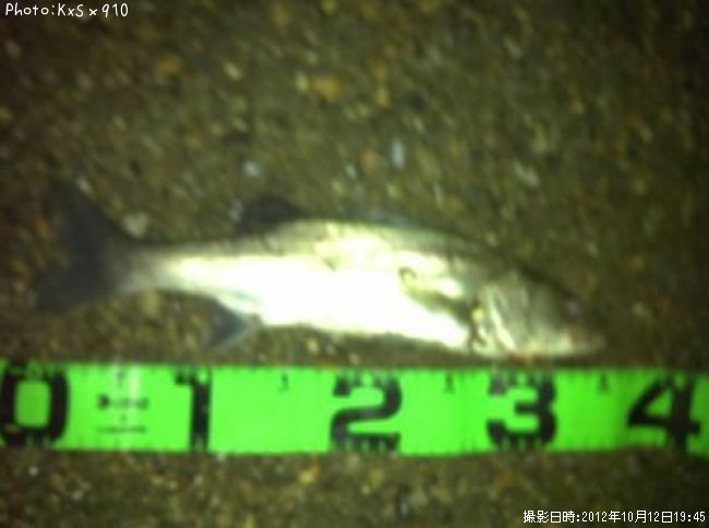 �����Х�