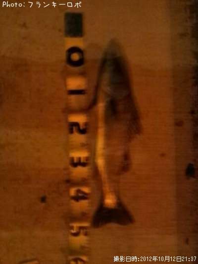 ���å�������