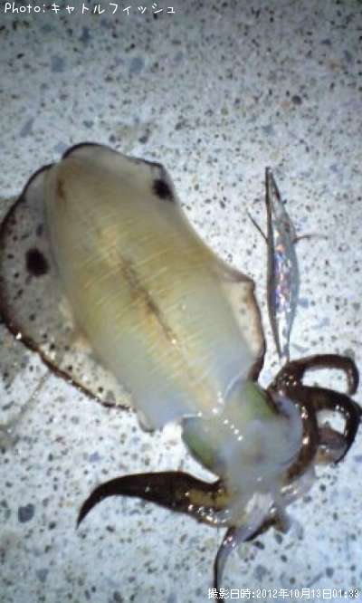 �����ꥤ��