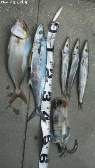 ���祴�������������ޥ��������ꥤ����