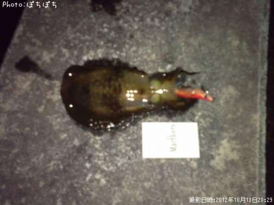 �����ꥤ��