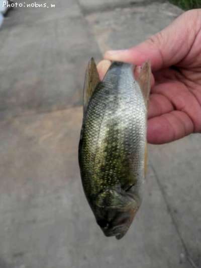 �֥�å��Х�