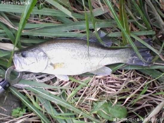 �֥�å��Х�