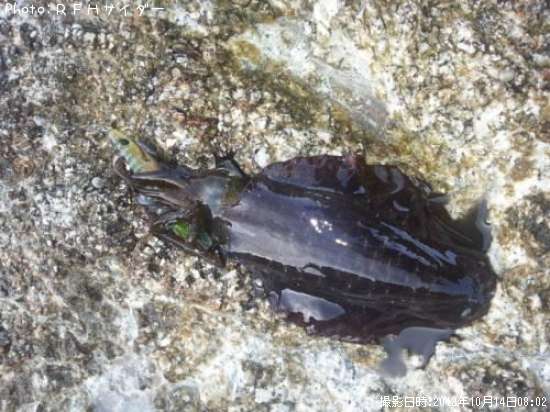 �����ꥤ��