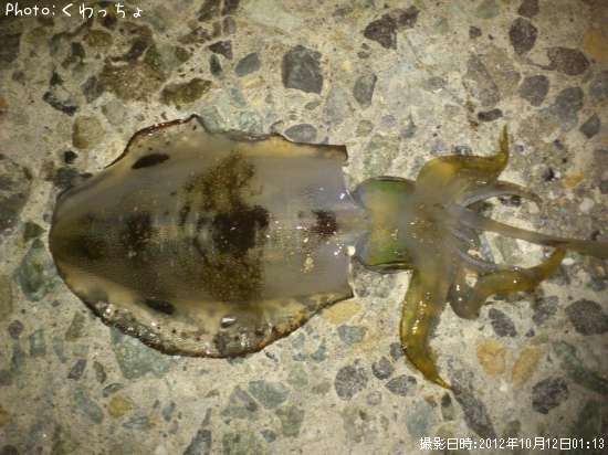 �����ꥤ��