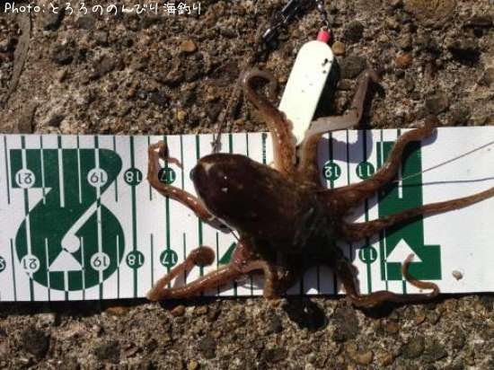 ���Ӥ���