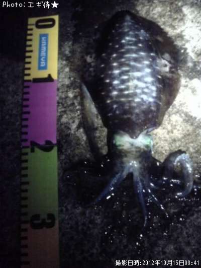 �����ꥤ��