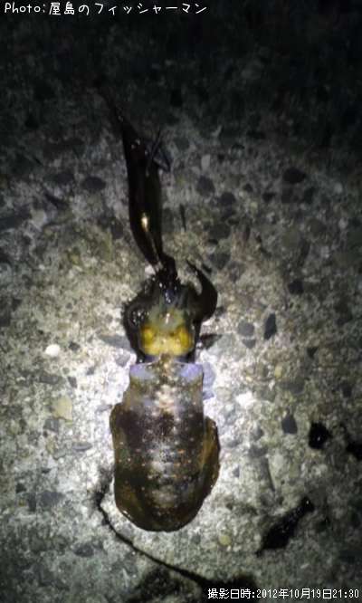 �����ꥤ��