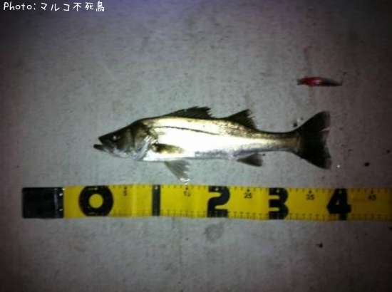 �����Х�