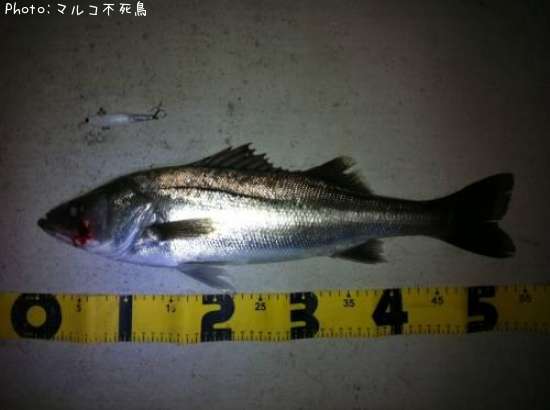 �����Х�