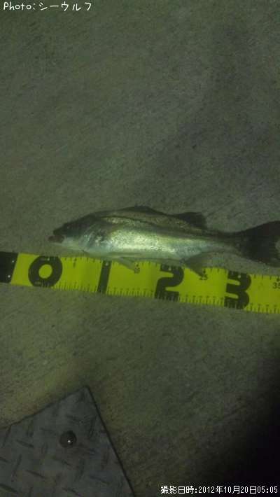 �����Х�