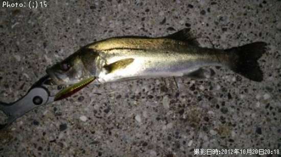 �����Х�