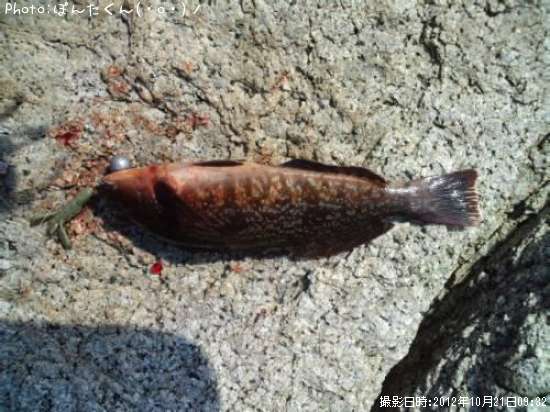 �����ʥ�