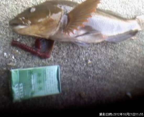 �����ʥ�