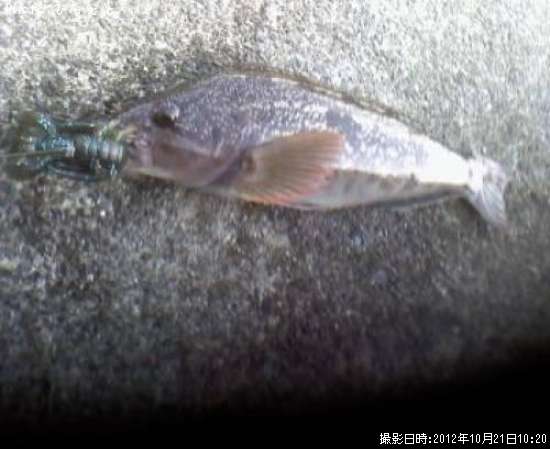 �����ʥ�