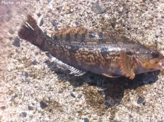 �����ʥ�