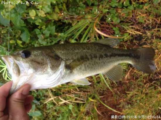 �֥�å��Х�