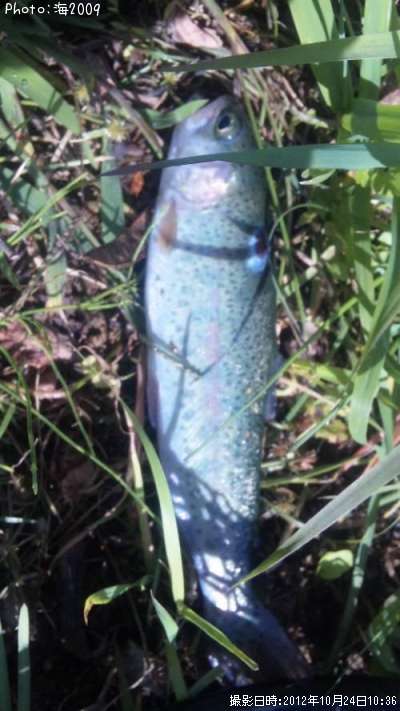 �쥤��ܡ��ȥ饦��