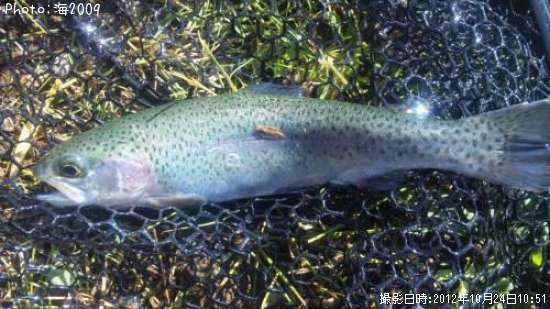 �쥤��ܡ��ȥ饦��