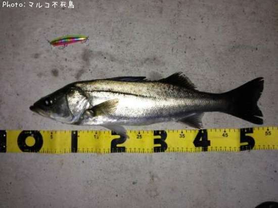 �����Х�