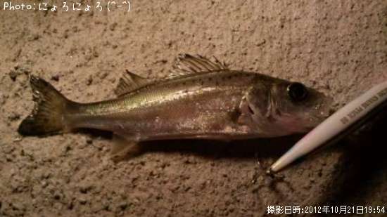 �����Ф���ʡ��١��ˡݡ�