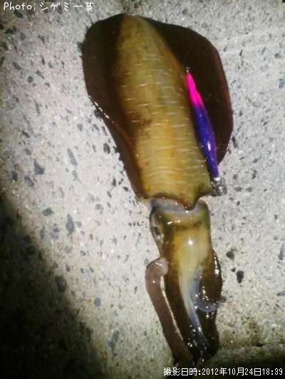 �����ꥤ��