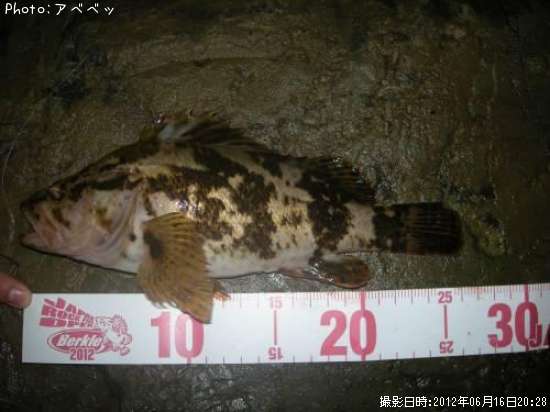 �٥å�������