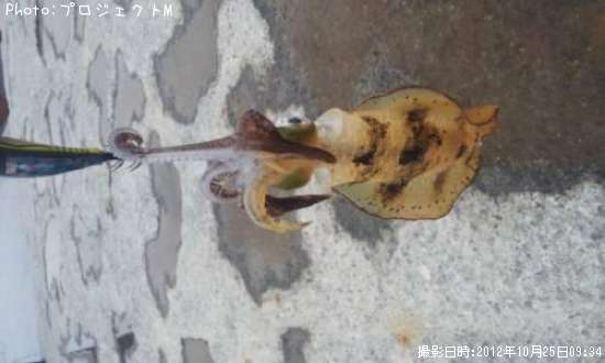 �����ꥤ��