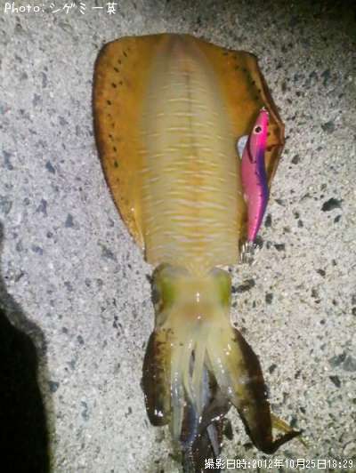 �����ꥤ��