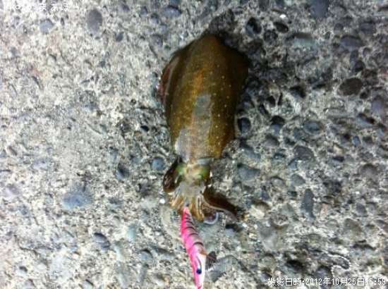 �����ꥤ��