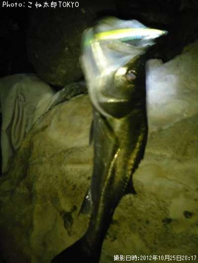 �����Х�