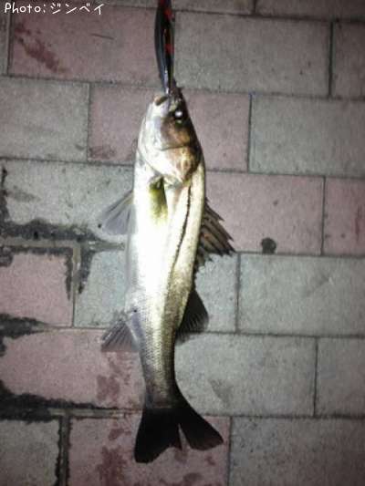 �����Х�