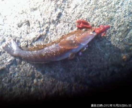 �����ʥ�