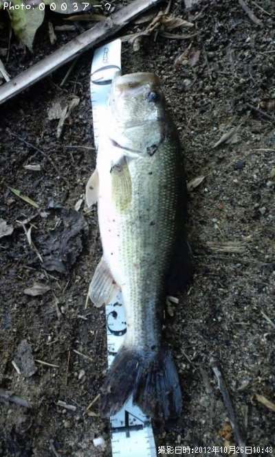 �֥�å��Х�