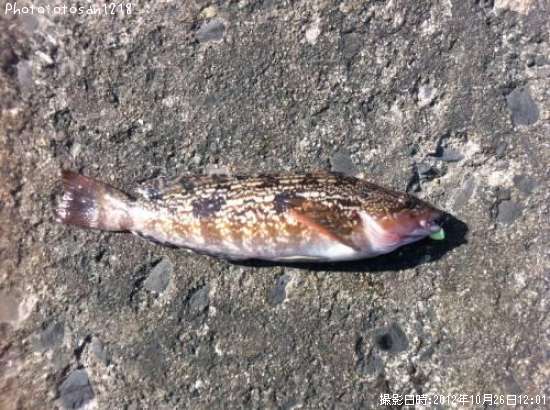 �����ʥ�