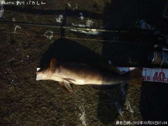 �����ʥ�