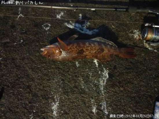 �����ʥ�