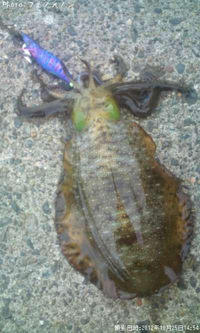 �����ꥤ��