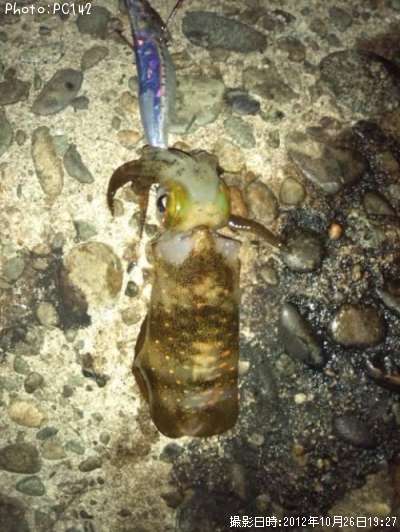 �����ꥤ��