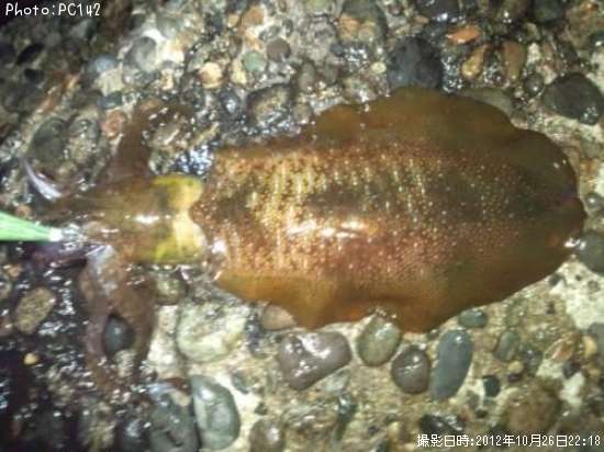 �����ꥤ��