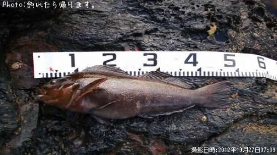 �����ʥ�